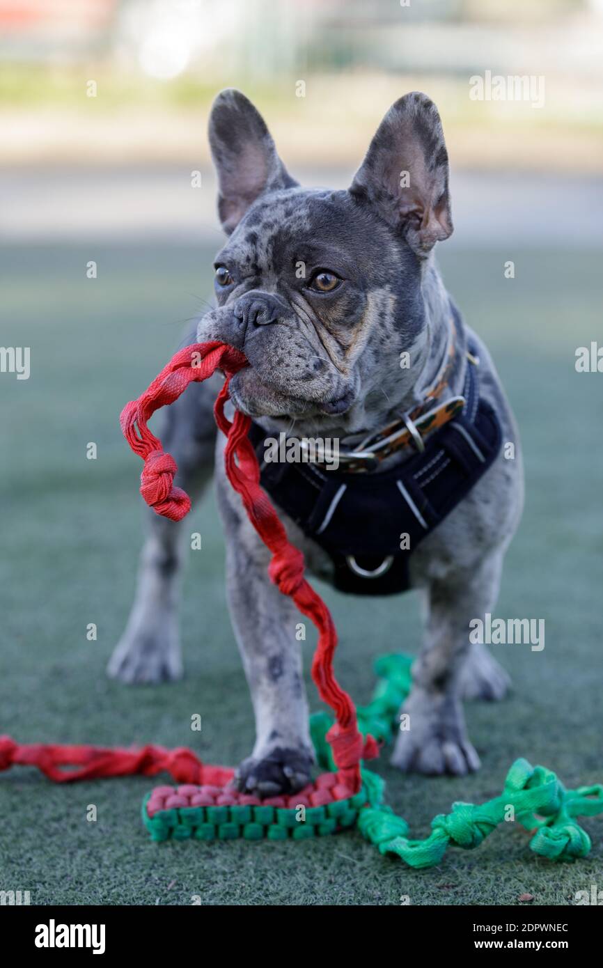 8-Months-Old Blue Merle Male Puppy French Bulldog with his Knot Rope Toy. Stock Photo