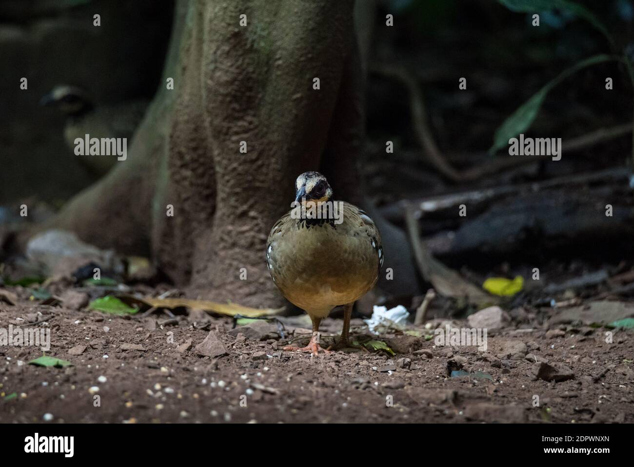 Bar Backed Partridge bird foraging for food Stock Photo