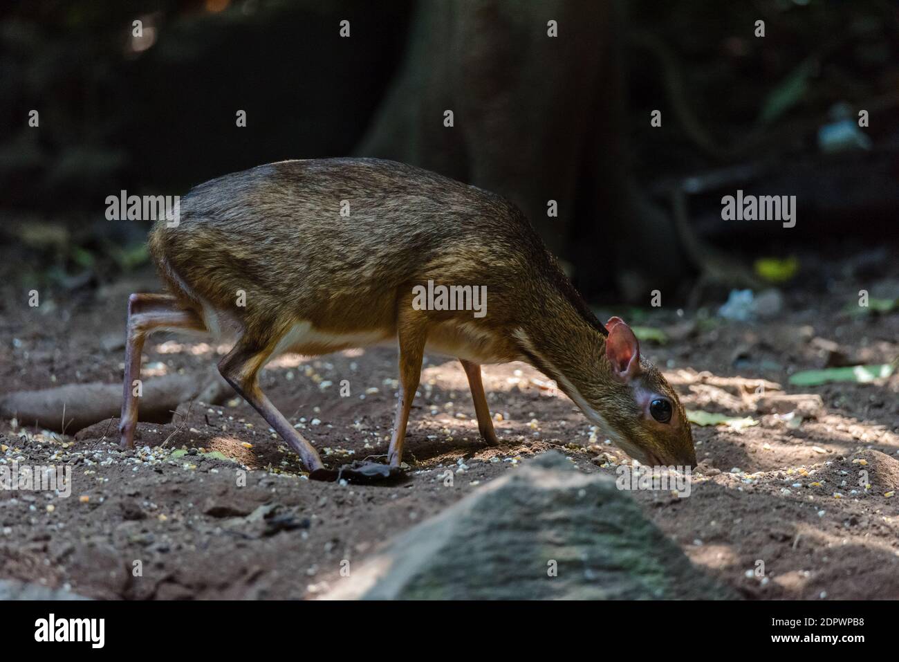 Lesser mouse-deer (Tragulus kanchil) walking in real nature at Kengkracharn National Park,Thailand Stock Photo