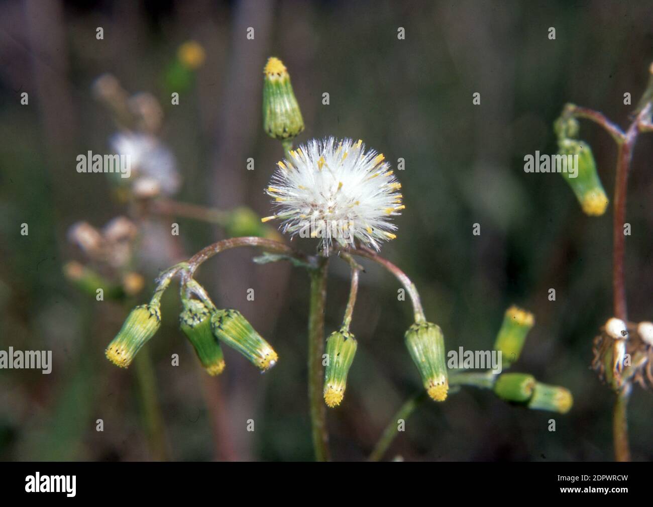 Reichardia picroides close-up Stock Photo