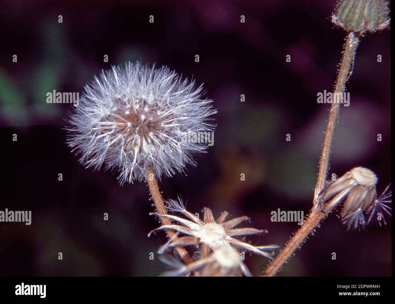 Reichardia picroides close-up Stock Photo