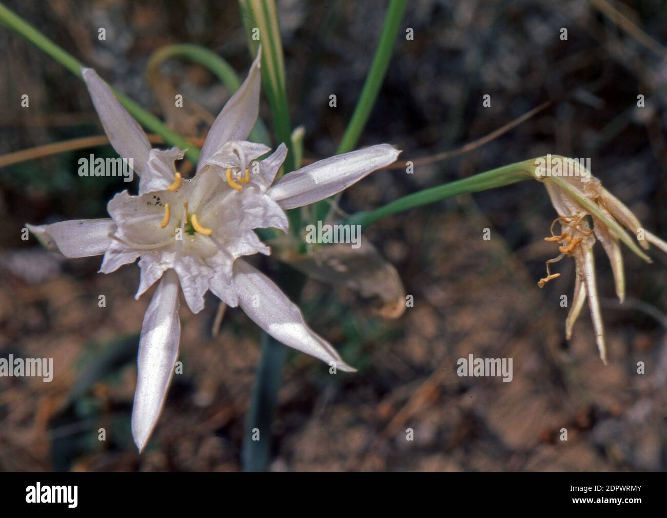 Sea lily (panctatium maritimum) close-up in Sardinia, Italy Stock Photo