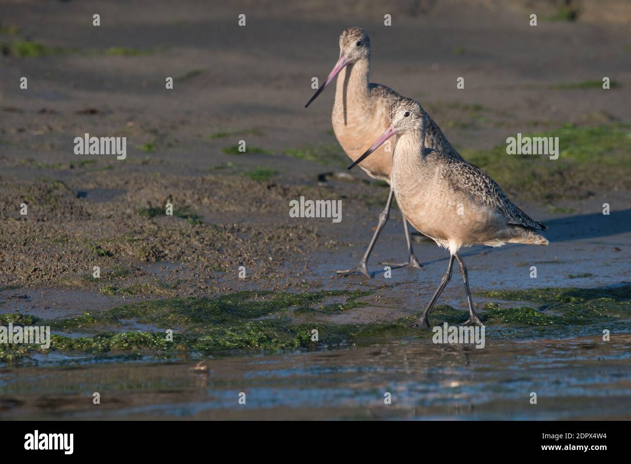 A pair of marbled godwit (Limosa fedoa) walk the edge of elkhorn slough in California searching for small invertebrates to feed on. Stock Photo