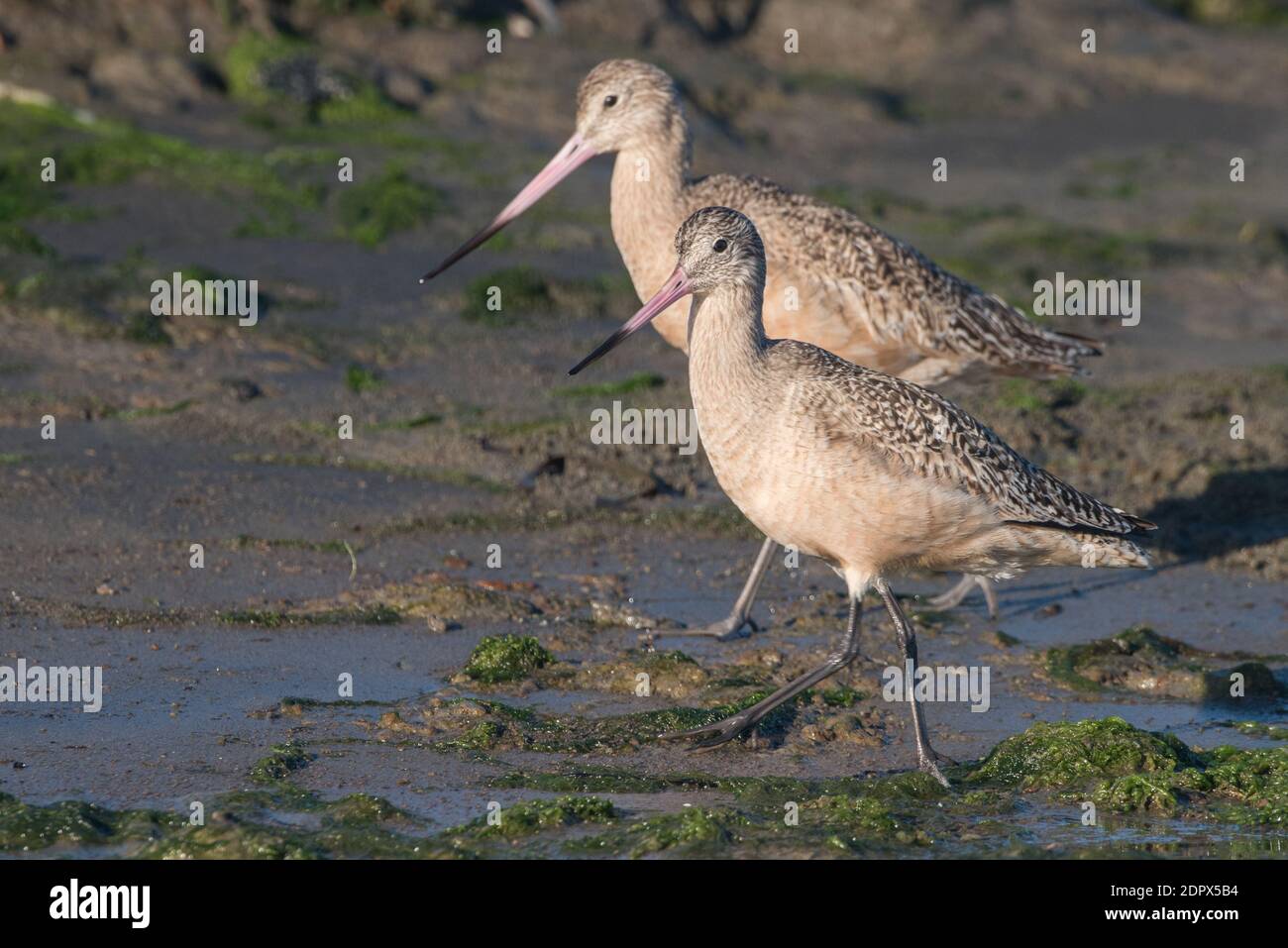 A pair of marbled godwit (Limosa fedoa) walk the edge of elkhorn slough in California searching for small invertebrates to feed on. Stock Photo