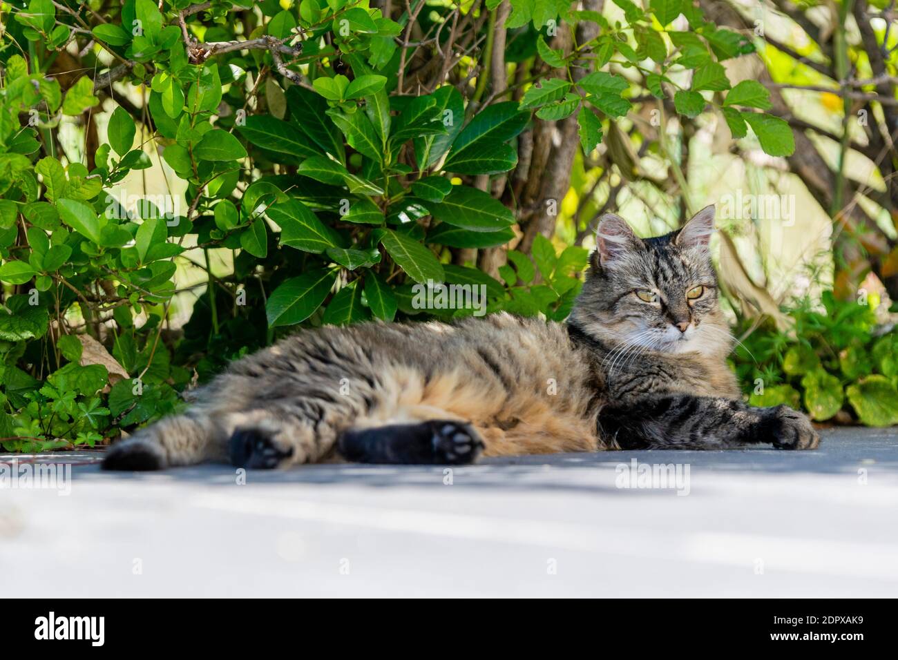 pet animal portrait of alley cat Stock Photo Alamy