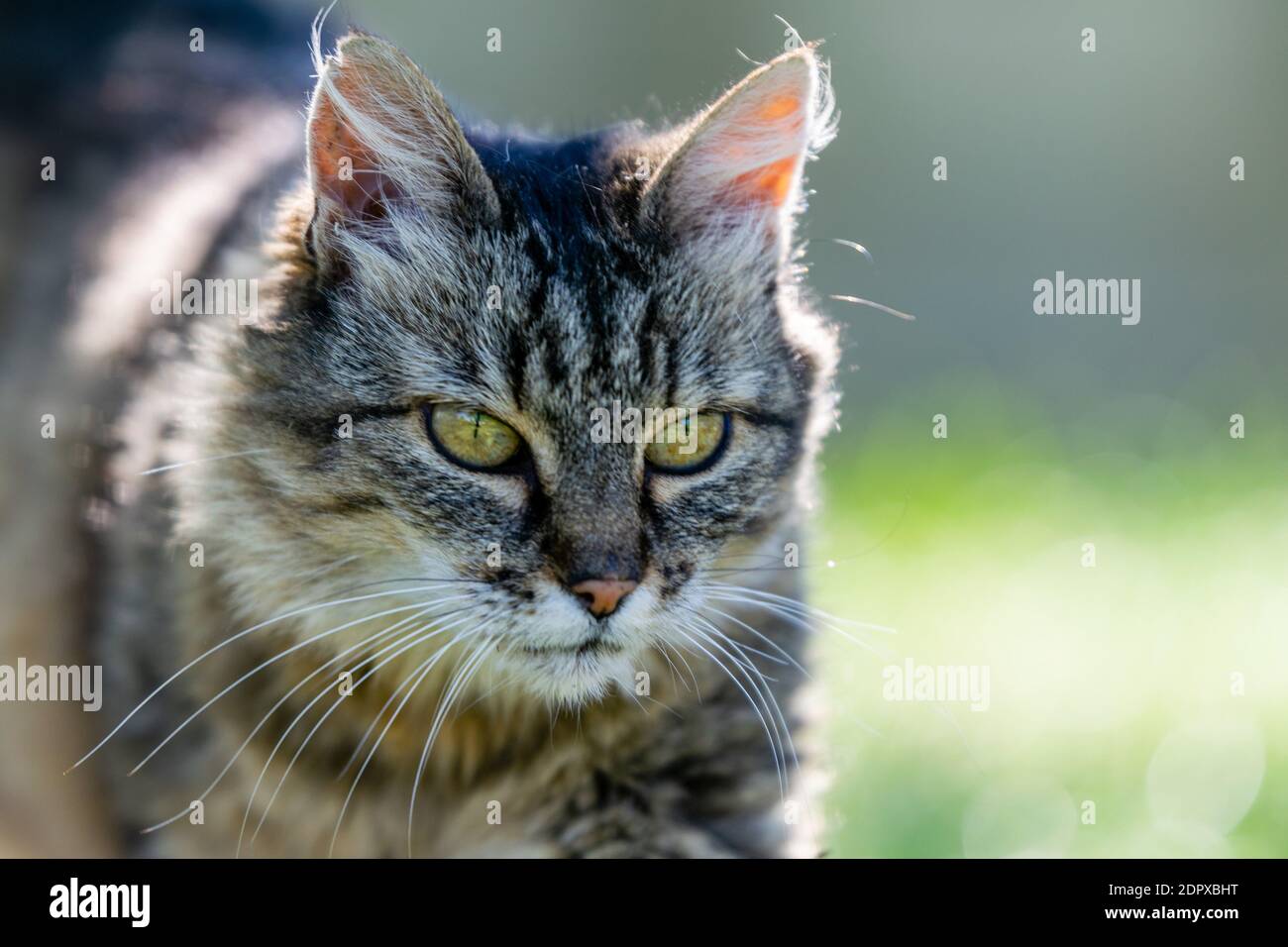 pet animal: portrait of alley cat Stock Photo - Alamy