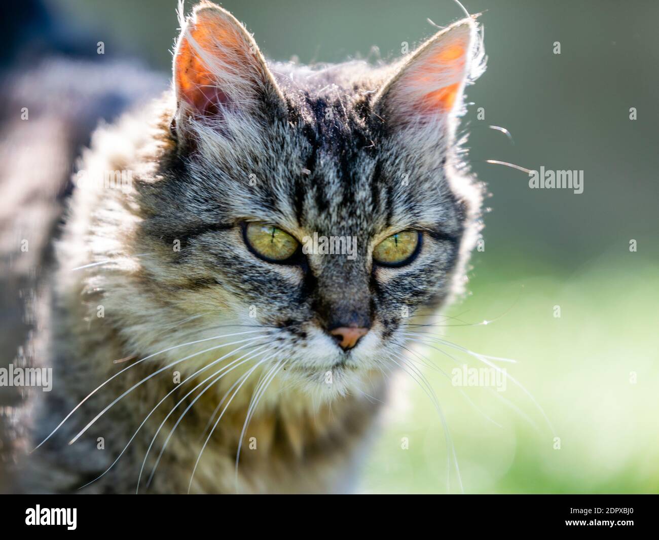 pet animal portrait of alley cat Stock Photo Alamy