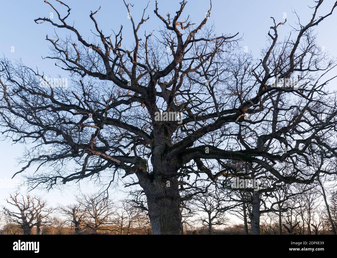 Big and wide oak tree crown in fall season Stock Photo Alamy
