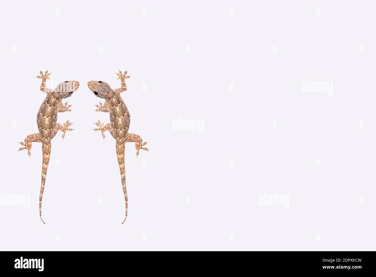 House lizard (Hemidactylus platyurus) isolated on white background