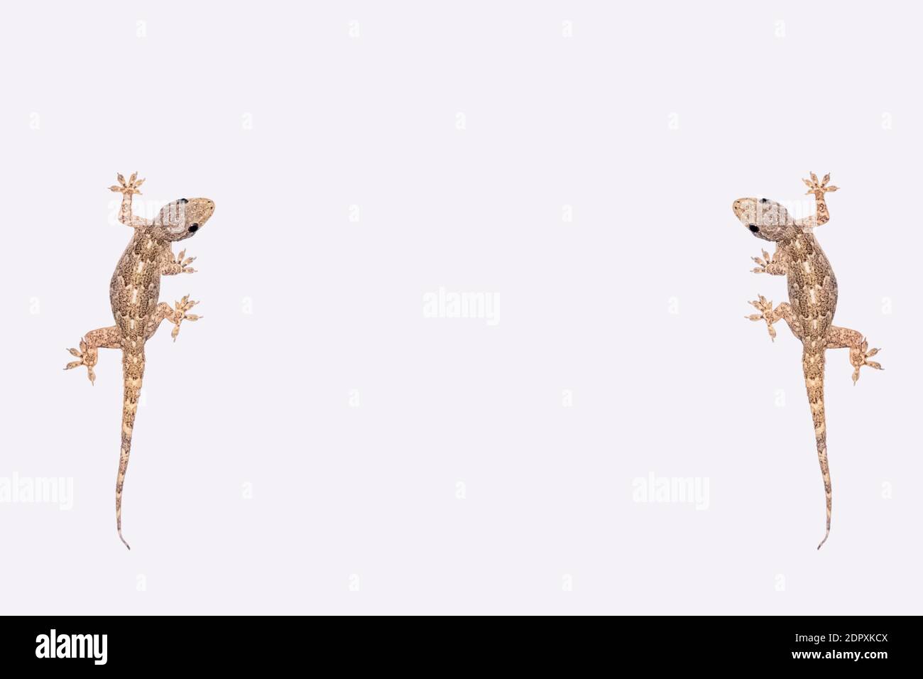 House lizard (Hemidactylus platyurus) isolated on white background