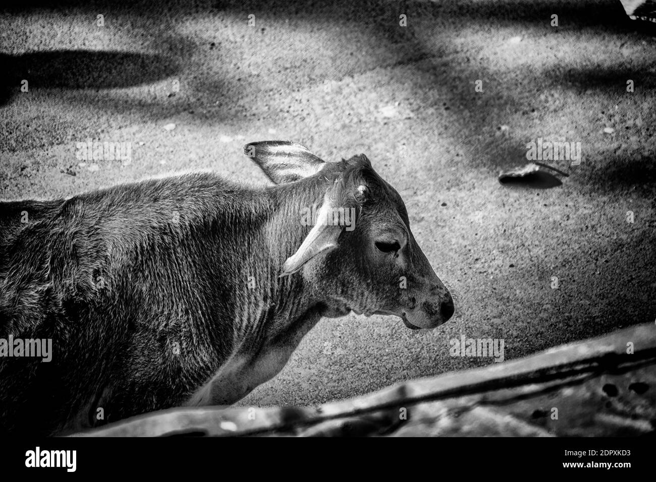 Cows walking in the street Black and White Stock Photos & Images - Alamy