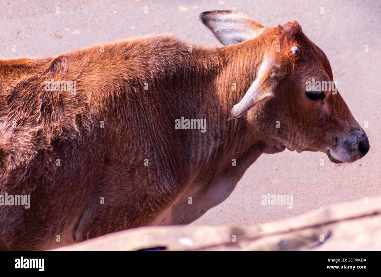 Holy cows walking on the street in West Bengal state of India Stock Photo - Alamy Holy cows walking on the street in West Bengal state of India Stock Photo - Alamy