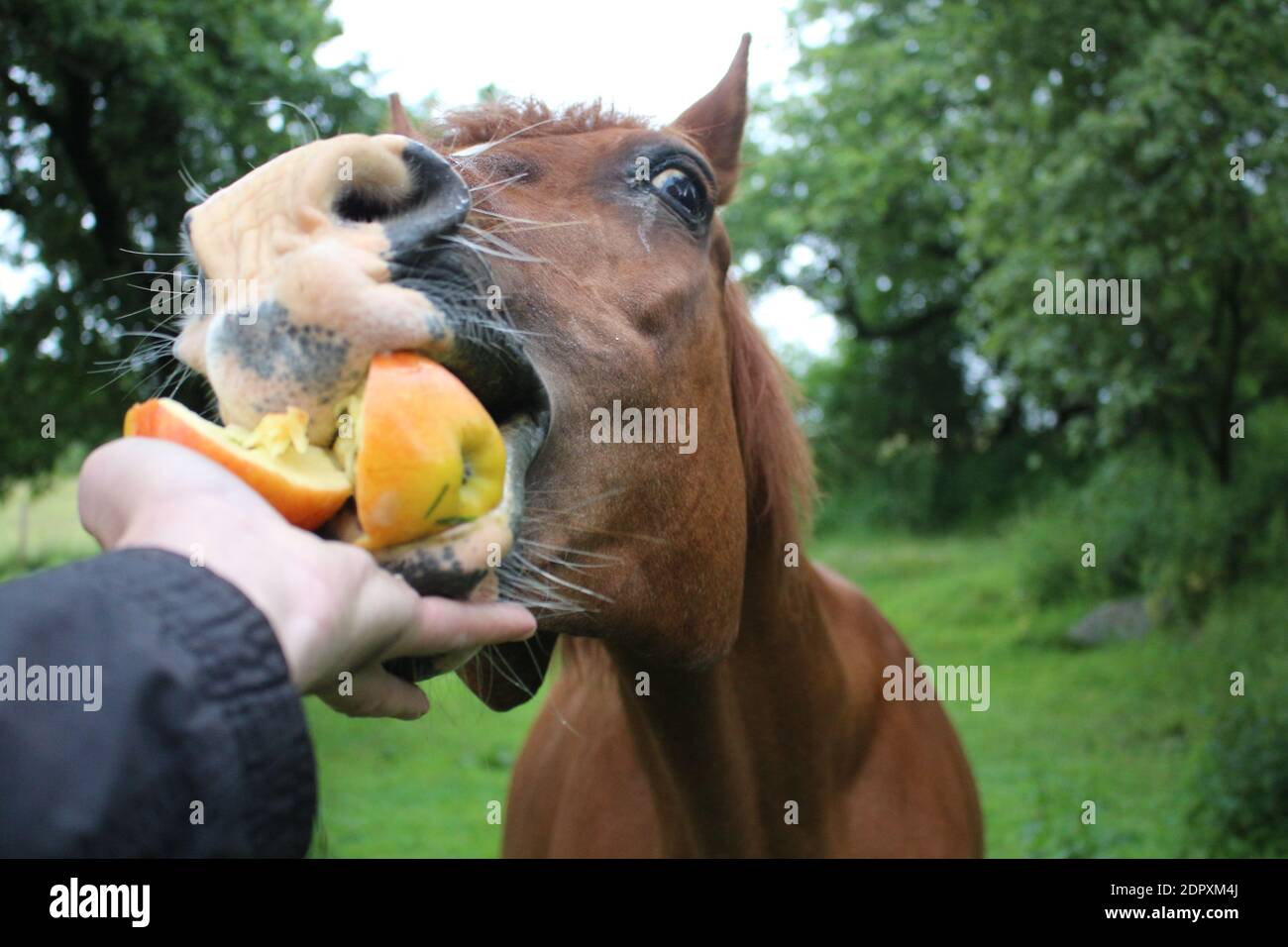 Giant Horse Vore