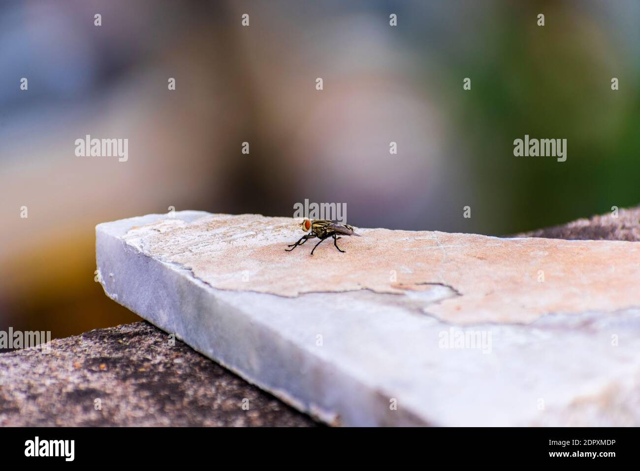 Indian House fly (Musca domestica) sitting on a marble slab piece kept on a ledge. Stock Photo