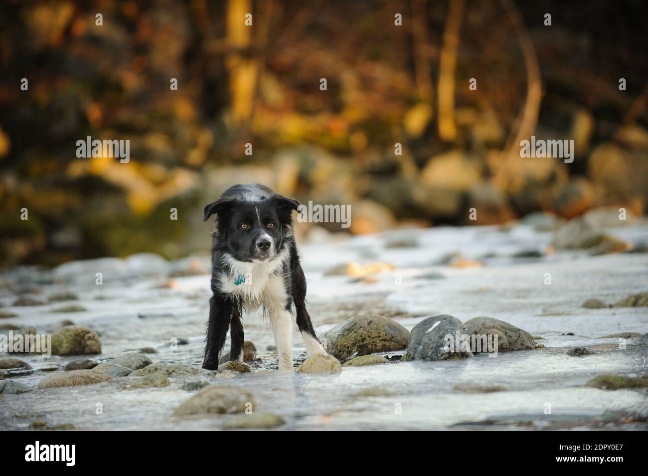 Dog Looking Away While Standing In Frozen Lake Stock Photo