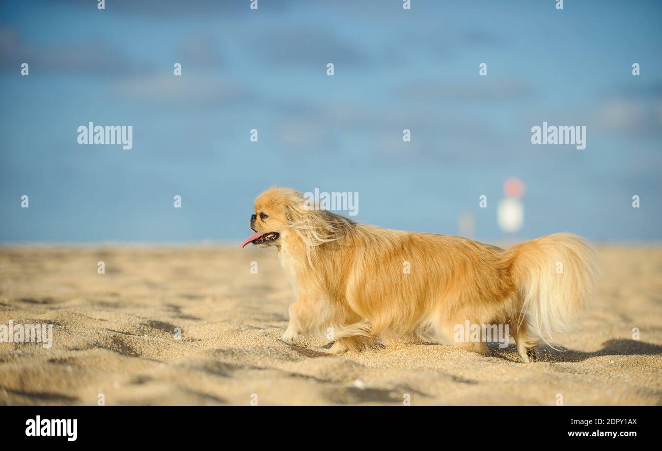 Dog Looking Away While Walking On Sand At Beach Stock Photo