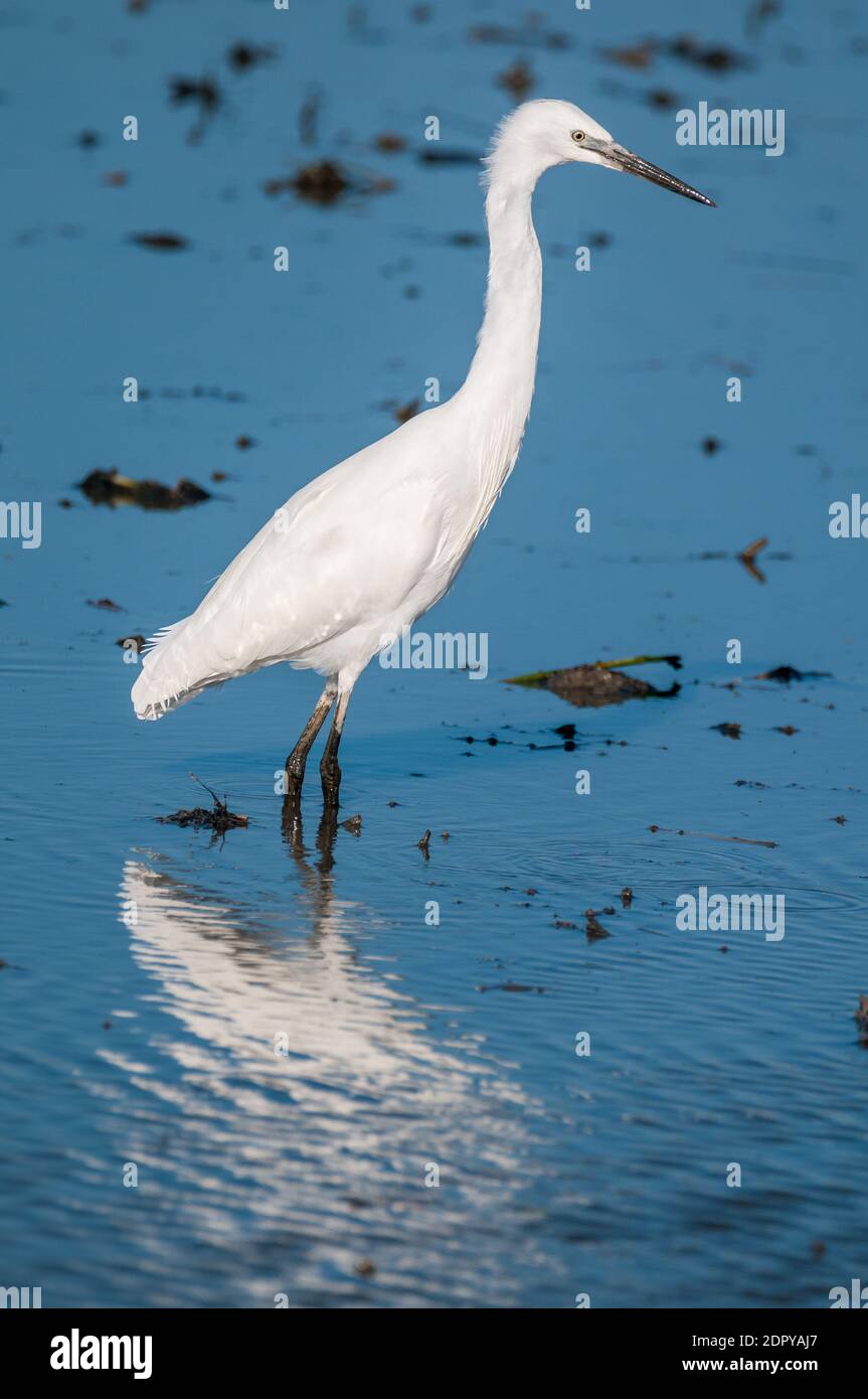 little egret, Egretta garzetta, on a flooded field, Ebro delta, Tarragona, Catalonia, Spain Stock Photo