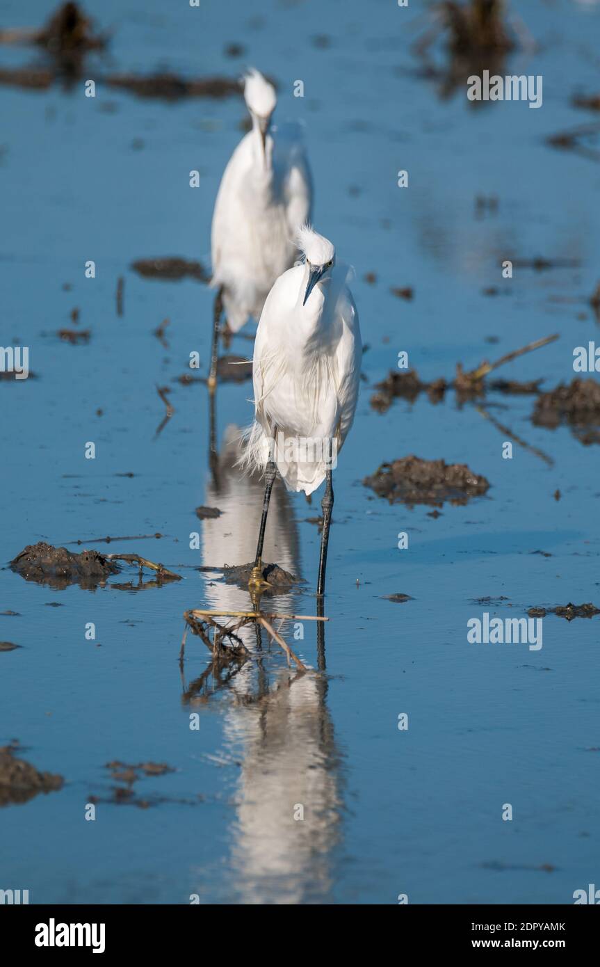 little egret, Egretta garzetta, on a flooded field, Ebro delta, Tarragona, Catalonia, Spain Stock Photo