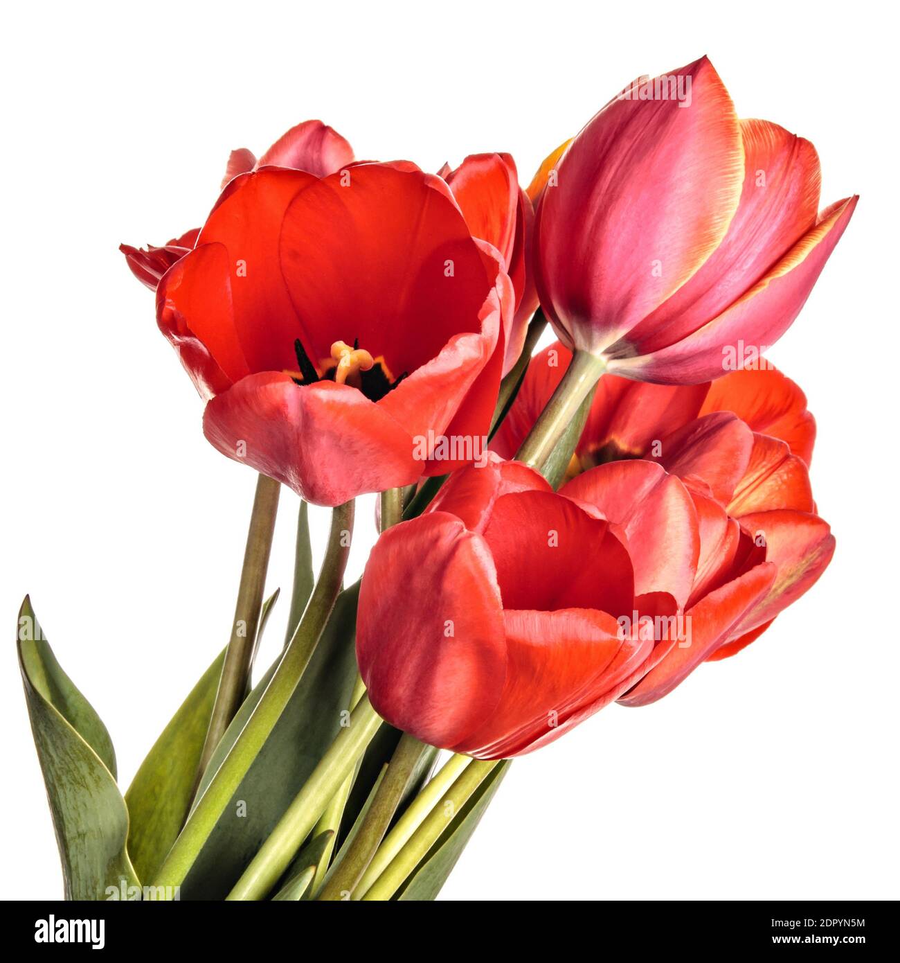 Tulip flowers isolated on a white background Stock Photo - Alamy
