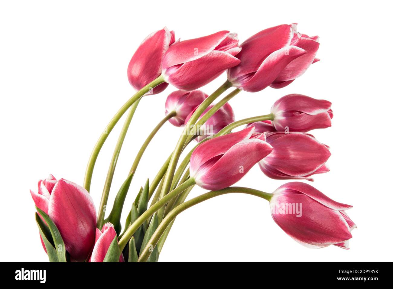 Spring flowers. Tulips isolated on white background Stock Photo - Alamy