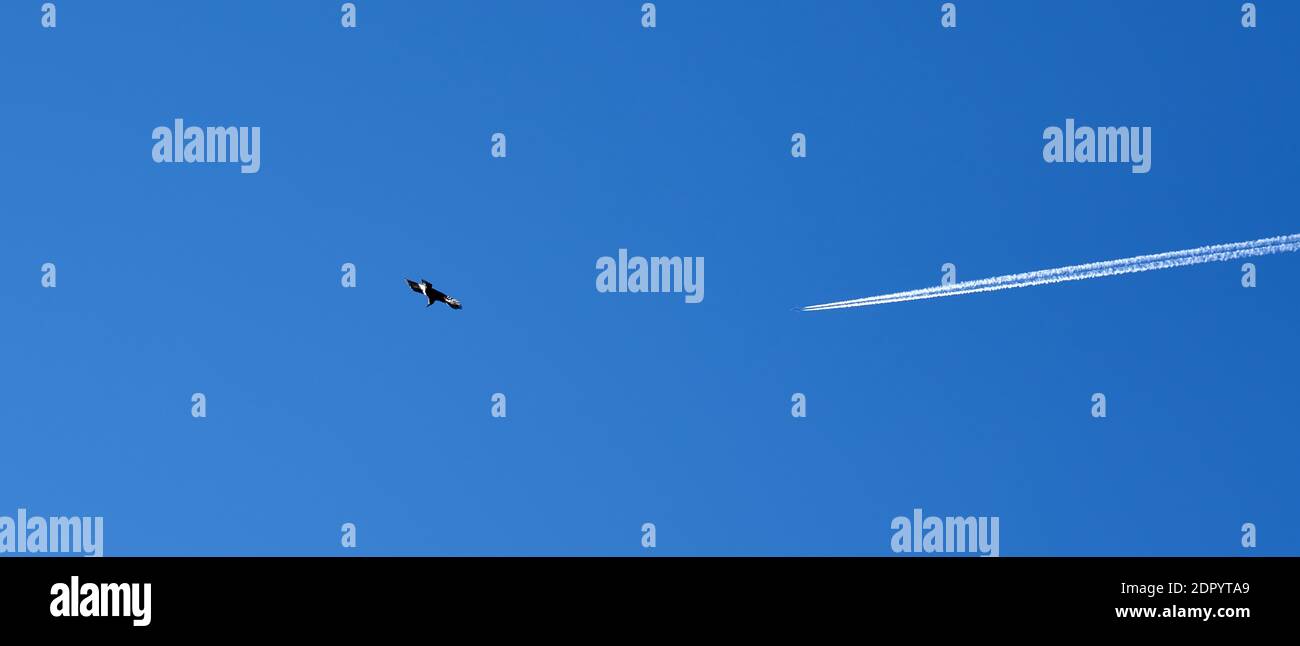 Bird and plane in the sky Stock Photo