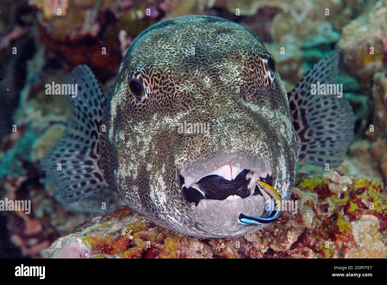 Star puffer (Arothron stellatus) and cleaner wrasse (Labroides dimidiatus), open mouth, Indo-Pacific Ocean Stock Photo