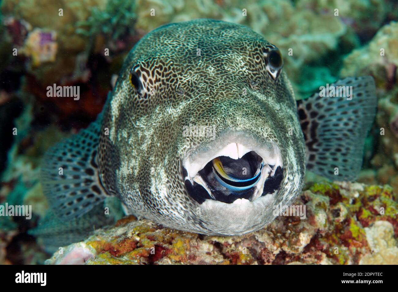 Star puffer (Arothron stellatus) and cleaner wrasse (Labroides dimidiatus) in open mouth, Indo-Pacific Ocean Stock Photo