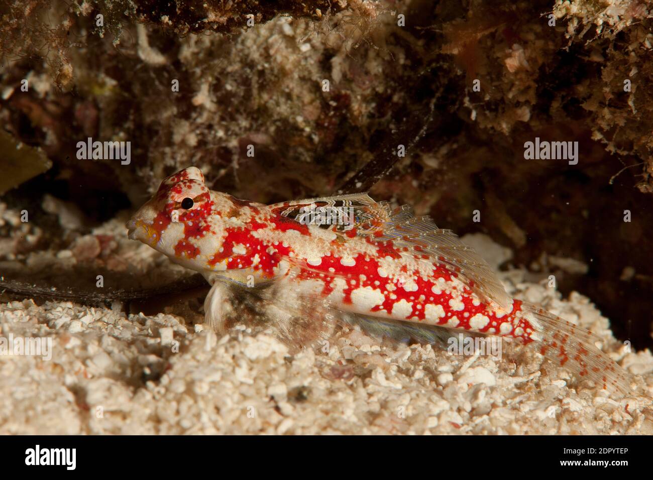 Marbled Dragonet (Synchiropus marmoratus) in hiding, Pacific Ocean, lyrefish Micronesia Stock Photo