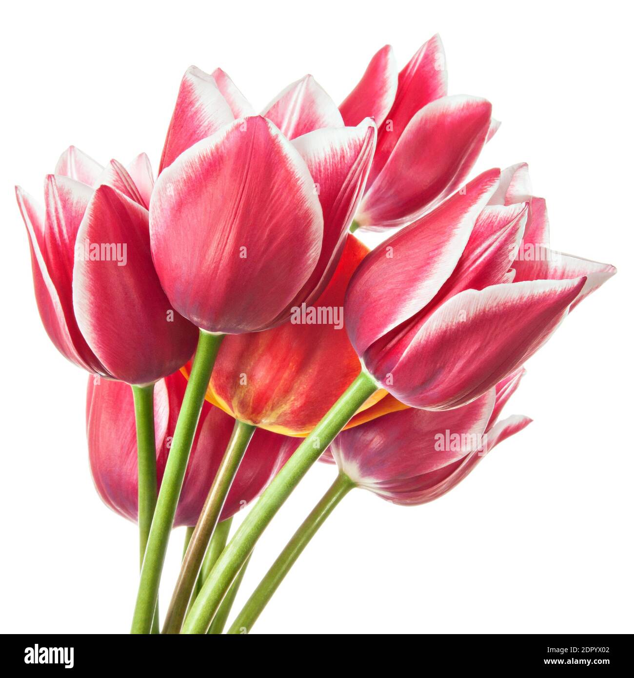 Tulip Flowers isolated on white background Stock Photo - Alamy