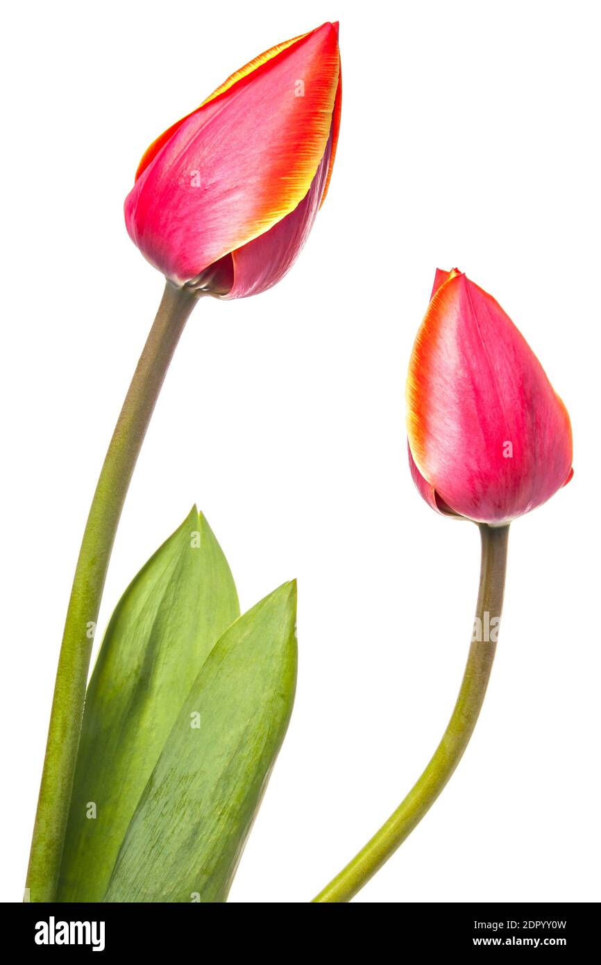 Two tulip flowers isolated on a white background Stock Photo - Alamy