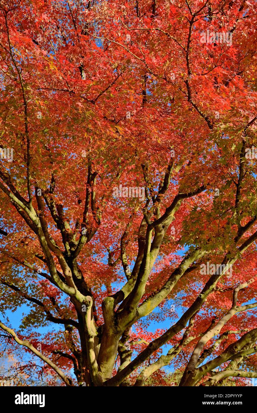Smooth Japanese maple (Acer palmatum), view into the treetop with red