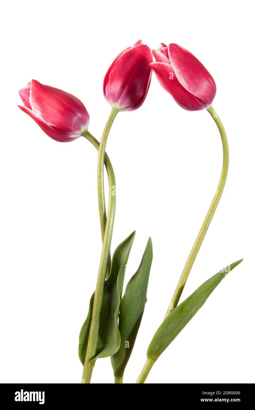 Three pink tulips isolated on a white background Stock Photo - Alamy
