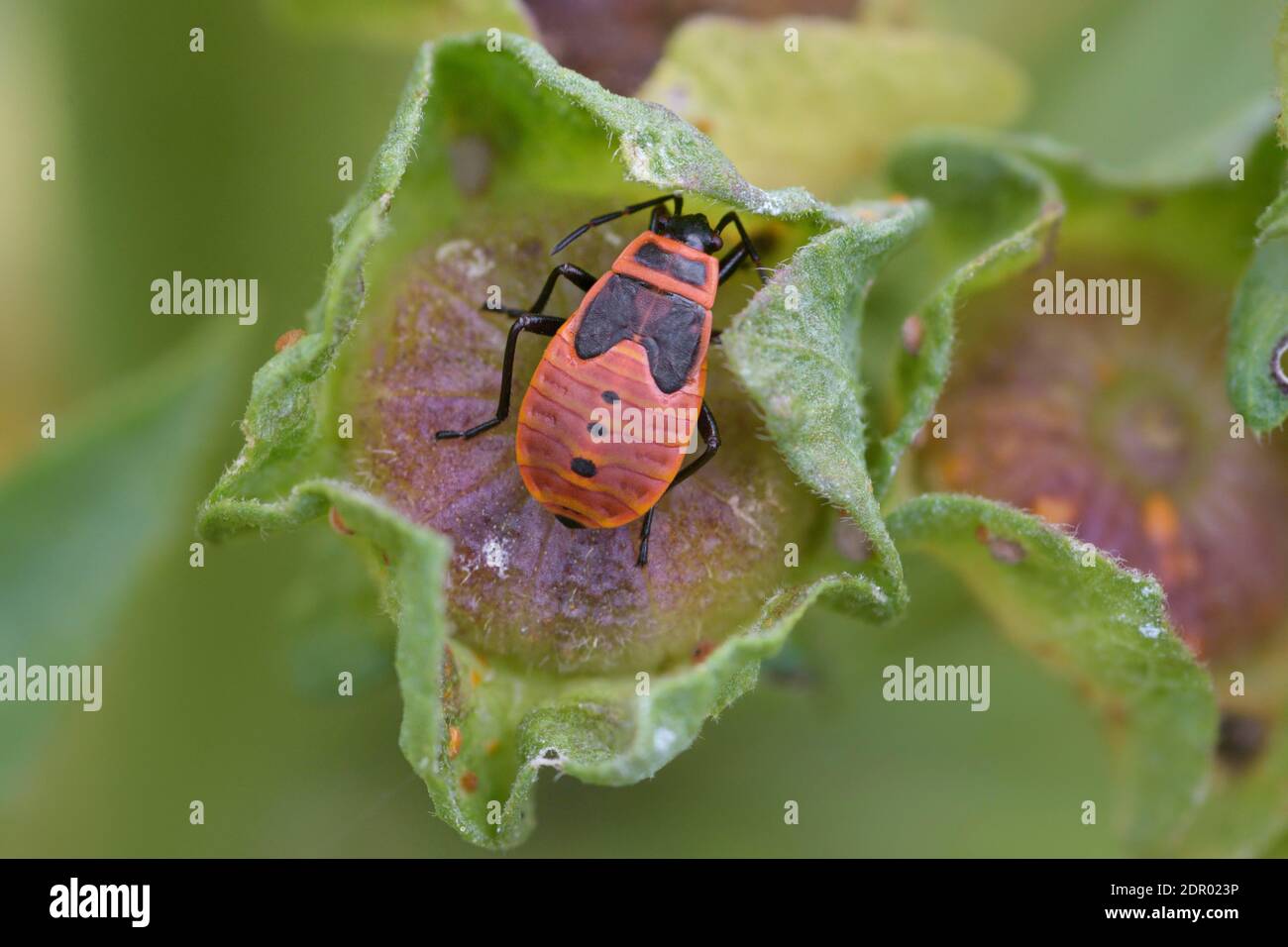 Firebug pyrrhocoris apterus nymph on hi-res stock photography and ...