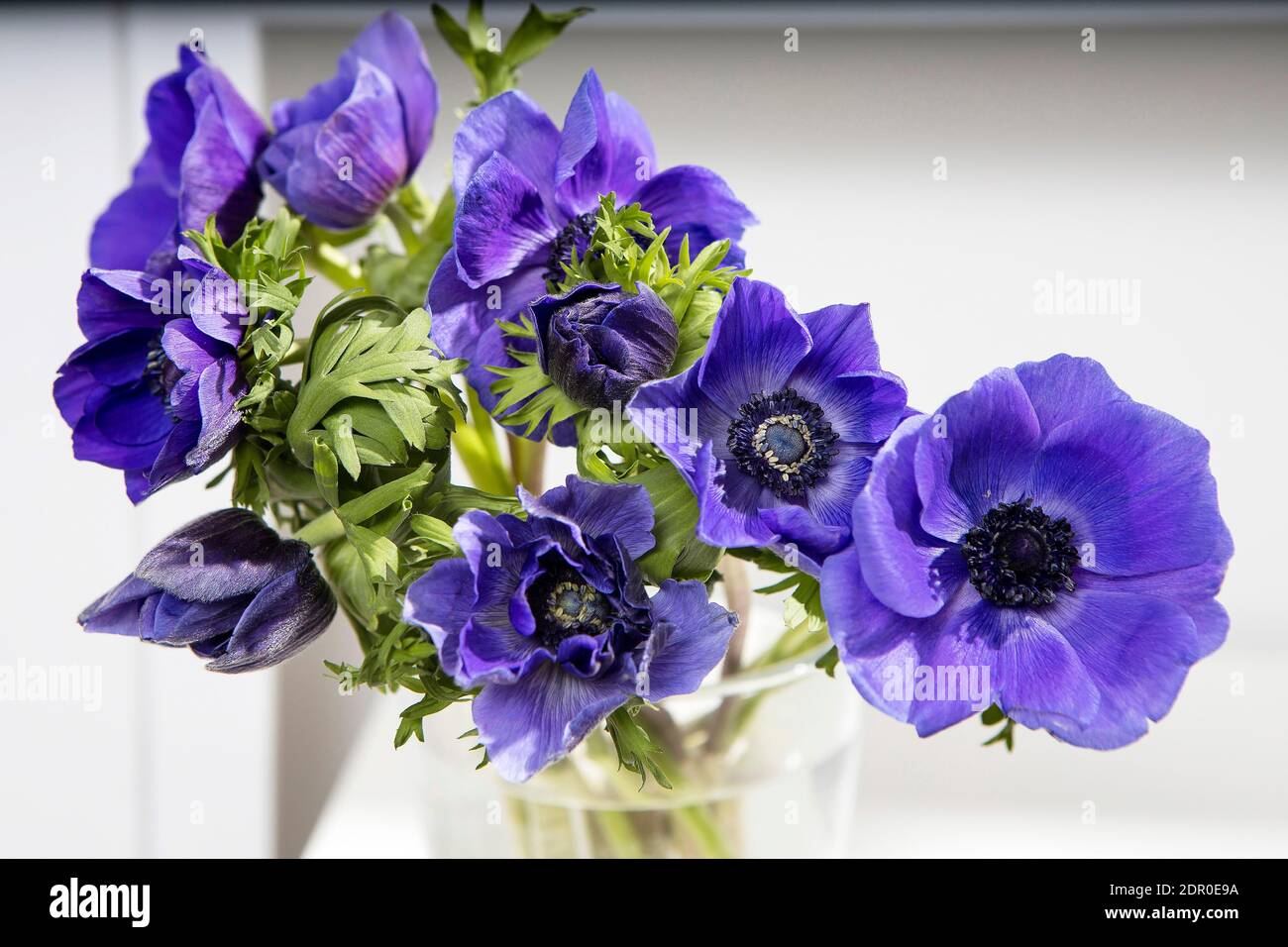 bouquet of the blue anemones in a glass vase on a white table near the pale gray wall. Vertical frame. Copy space. Stock Photo