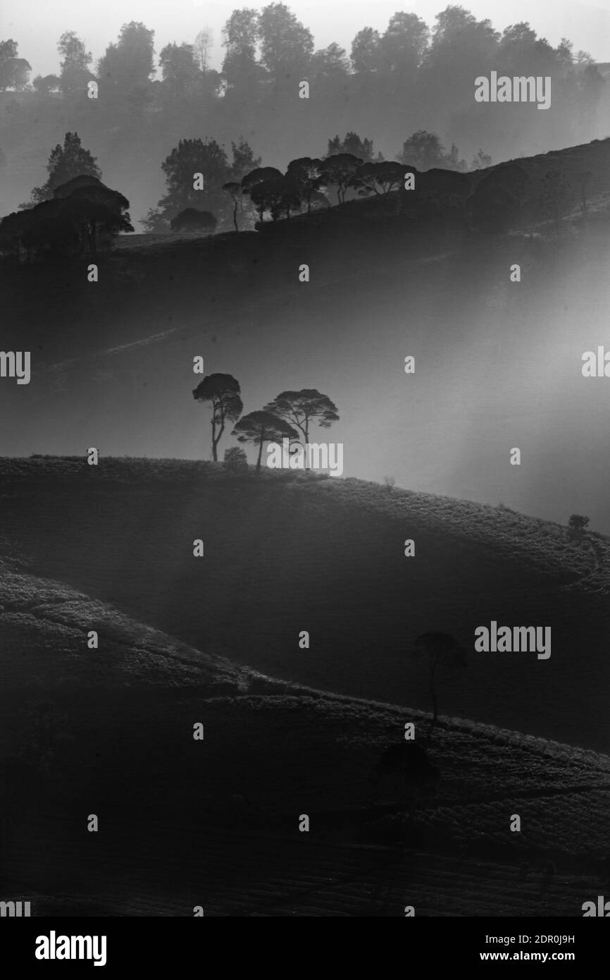 Fallen trees black and white hi-res stock photography and images - Alamy
