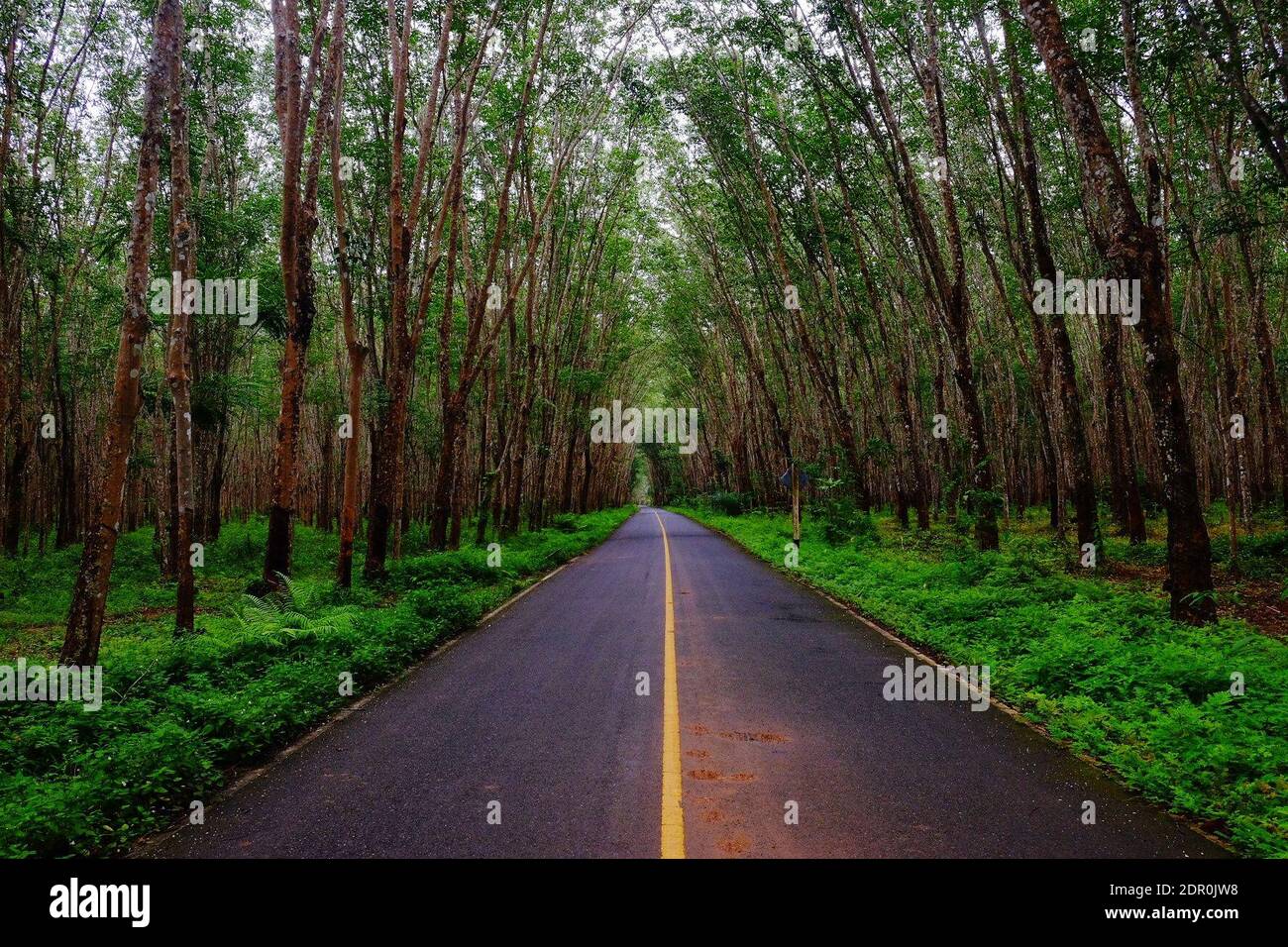 Road Amidst Trees In Forest Stock Photo - Alamy