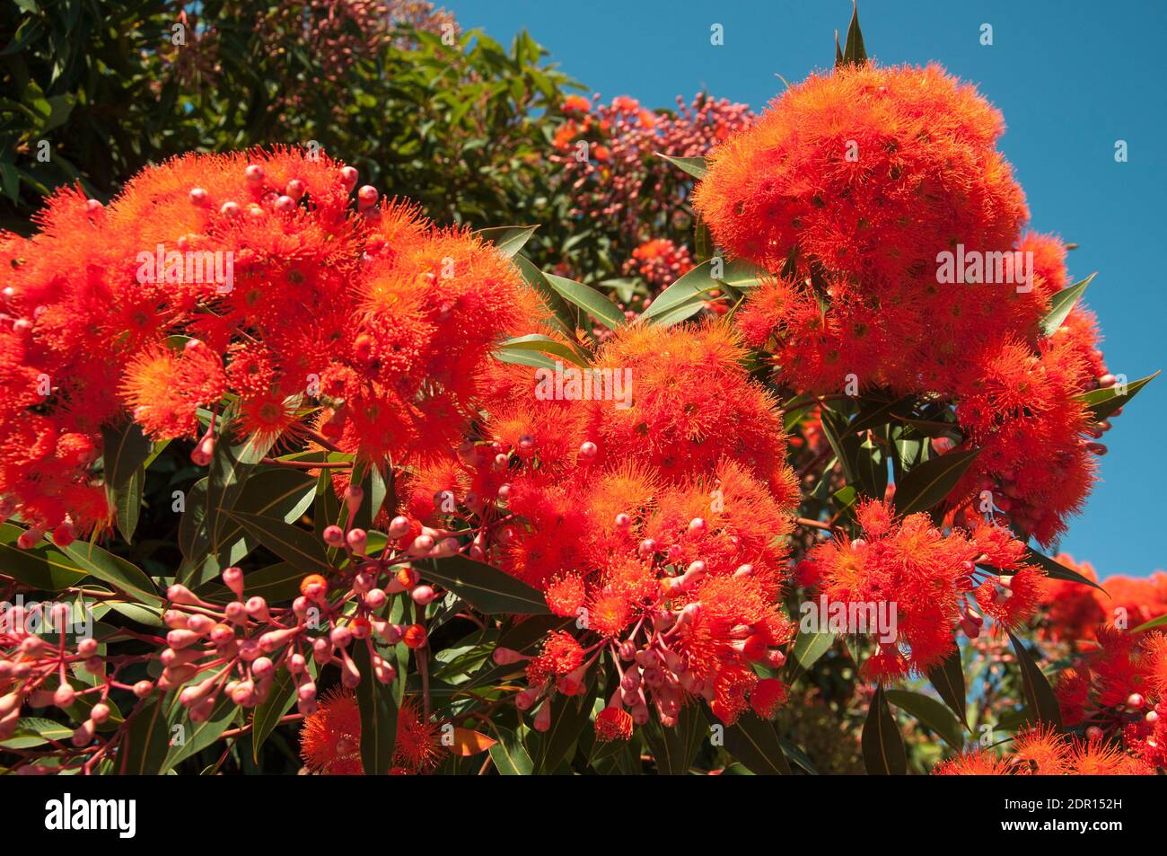 Flowering gum blossom, Corymbia ficifolia, in Melbourne, Australia at Christmas 2020 Stock Photo