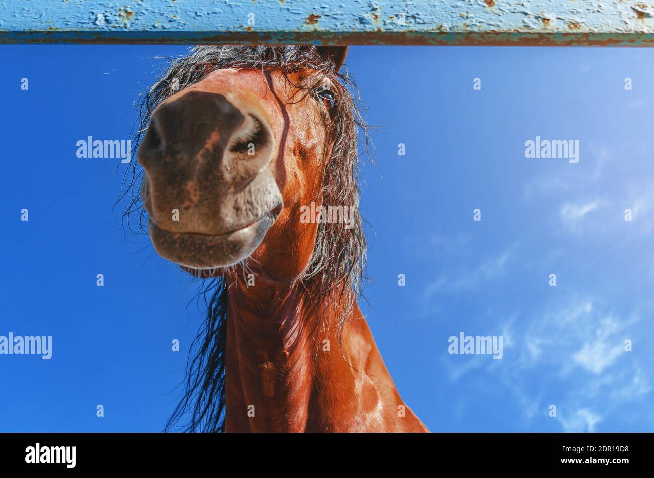 Cute Horse, Head, Looking Down At Camera On Background Of Blue Sky. Stock Photo