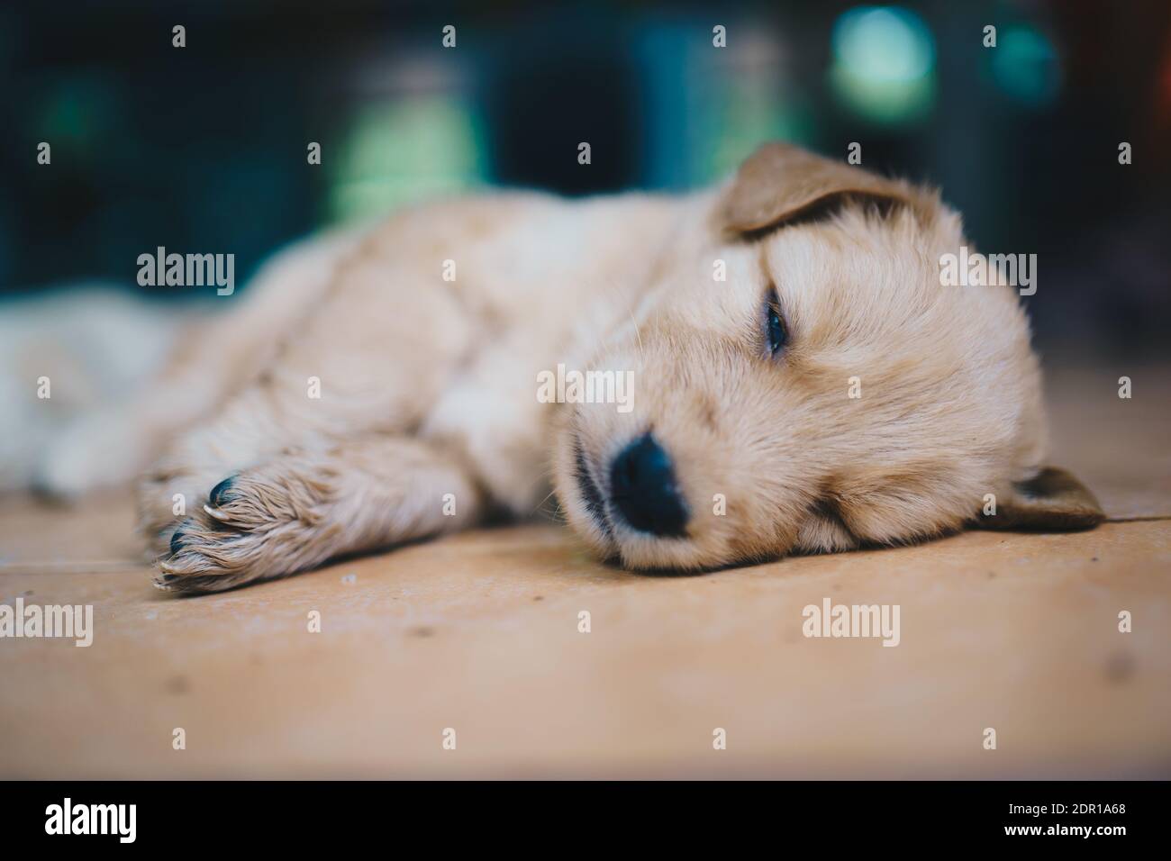 Closeup Of A Dog Sleeping On Floor Stock Photo Alamy