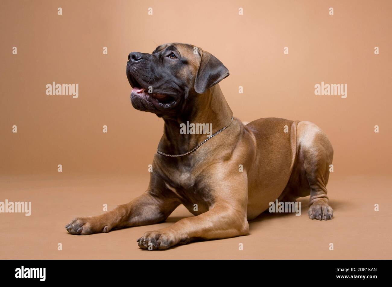 large red dog South African boerboel breed is photographed in a photo studio on a red background Stock Photo
