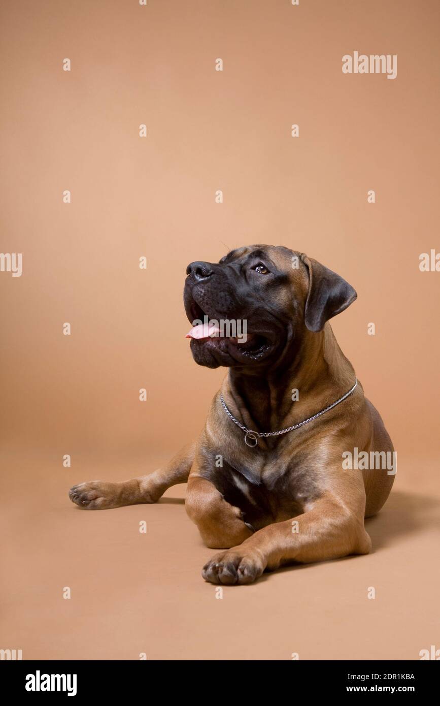 South African boerboel breed red dog lies on a red background in a photo studio Stock Photo