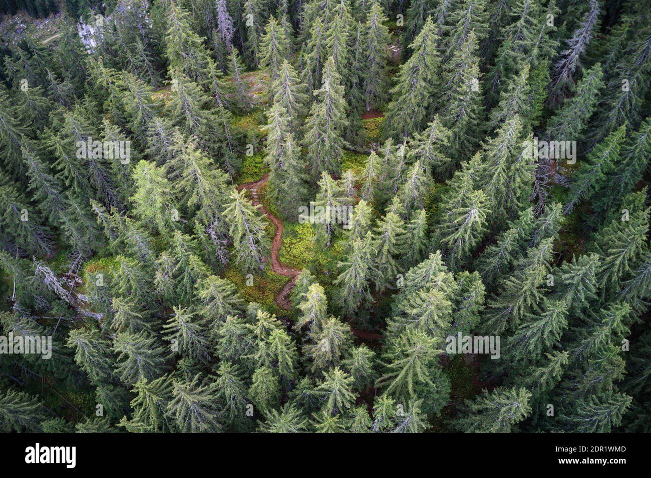 Aerial drone view of a mountainous old Pine tree forest landscape with a winding hiking trail through it. Stock Photo