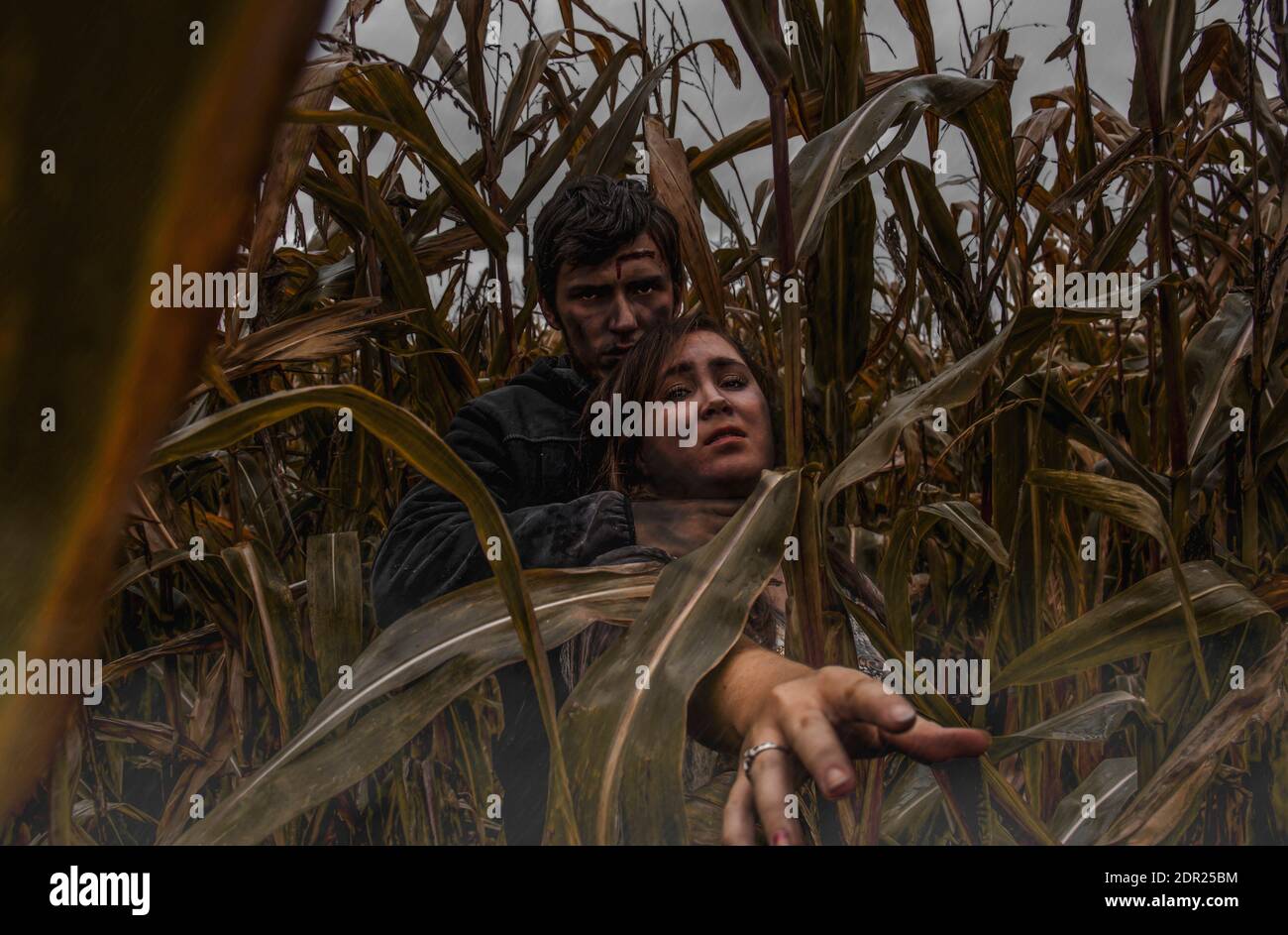 Portrait Of Young Man Holding Woman Neck Amidst Corns At Farm During Halloween Stock Photo Alamy