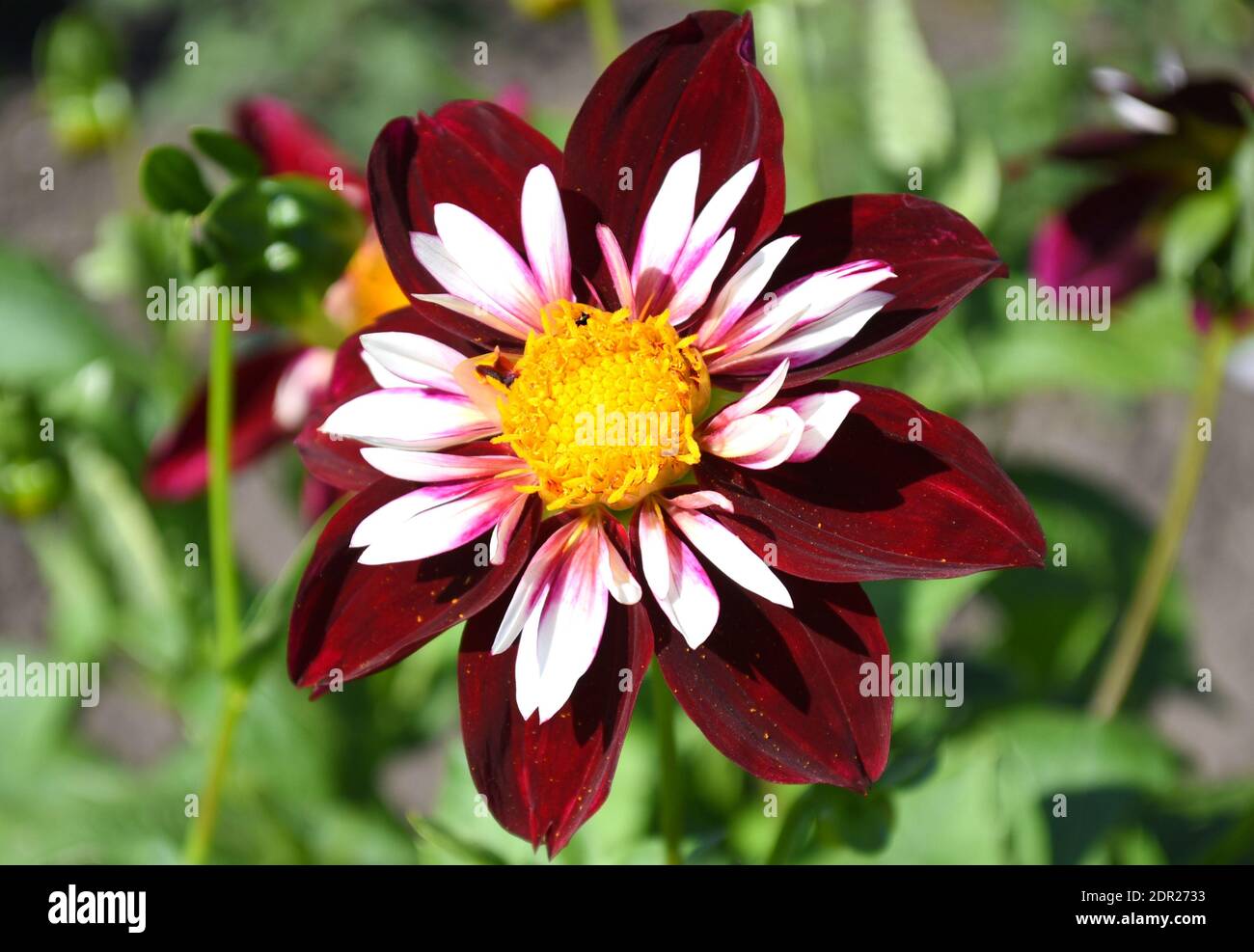 Crimson dahlia flower under sunlight Stock Photo - Alamy