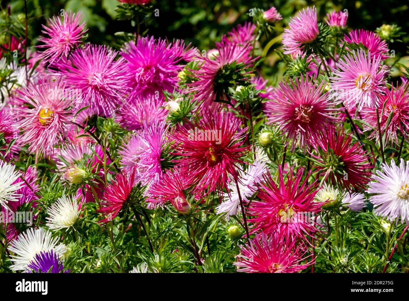 Chinese aster Callistephus chinensis garden border flower bed Stock Photo