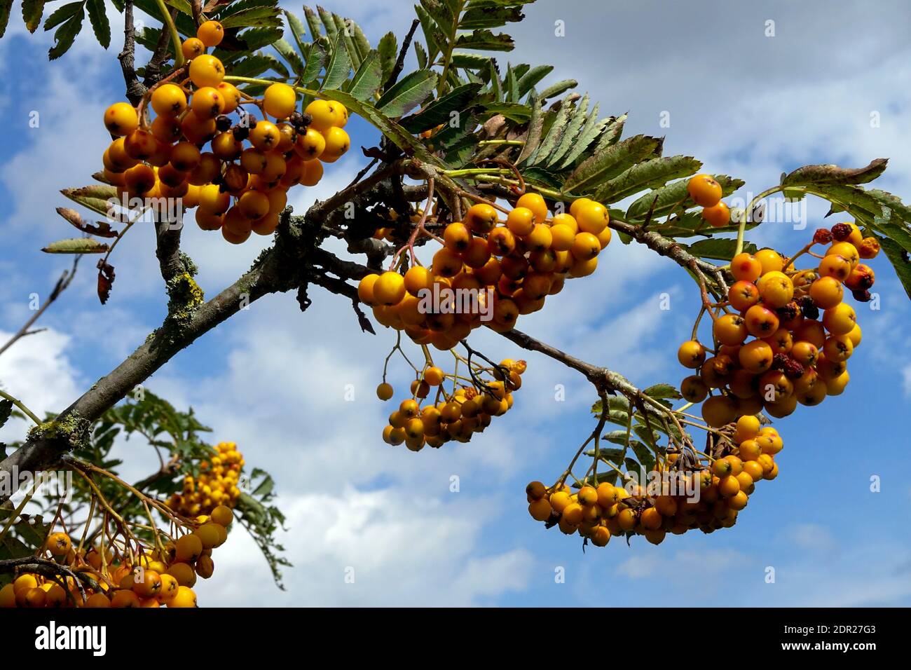 Sorbus aucuparia 'Sunshine', berries on Sorbus tree branch with berries Stock Photo