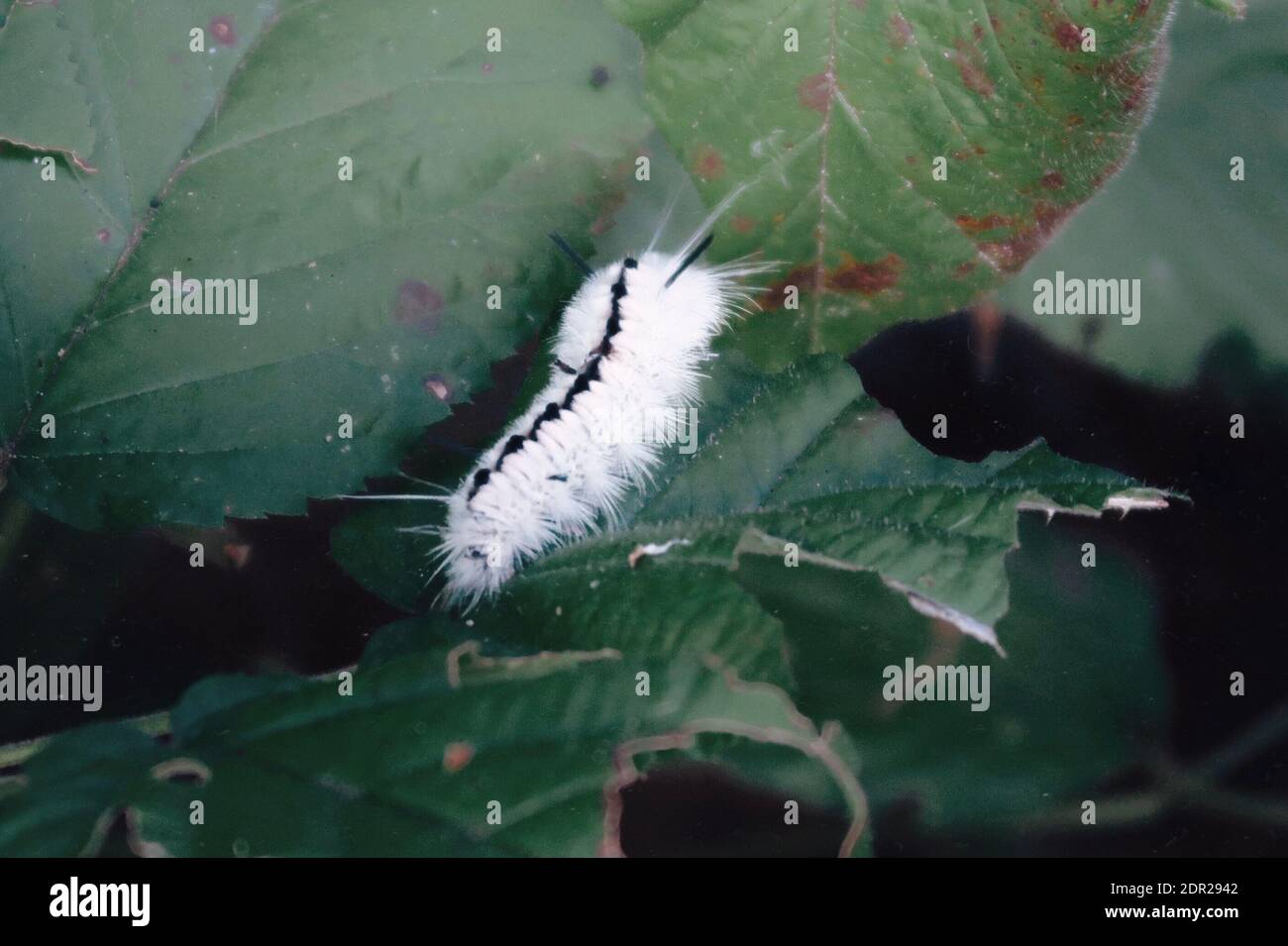 Green fuzzy caterpillar hires stock photography and images Alamy