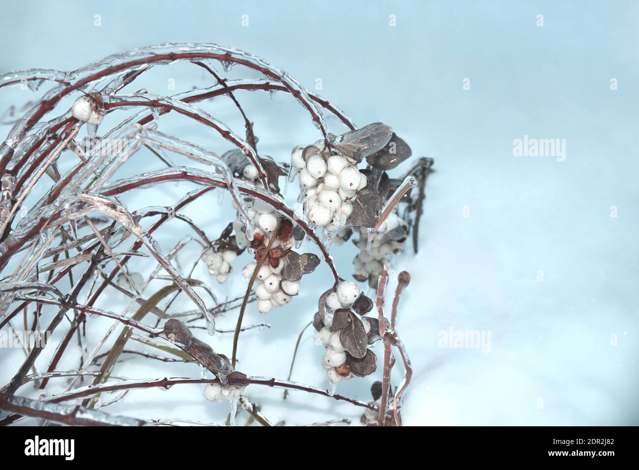 Frozen snowberry covered with ice growing on a branch on snow background. Russia, winter. Stock Photo
