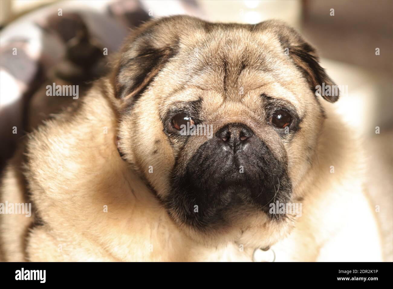 Apricot pugs cheap for sale