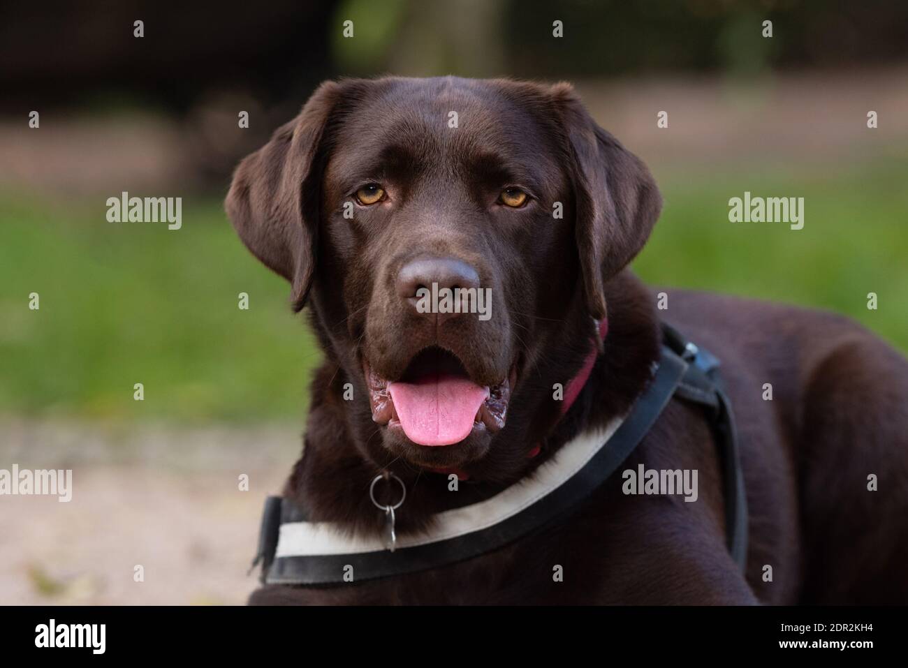 Portrait of funny brown or chocolate labrador retriever Stock Photo - Alamy